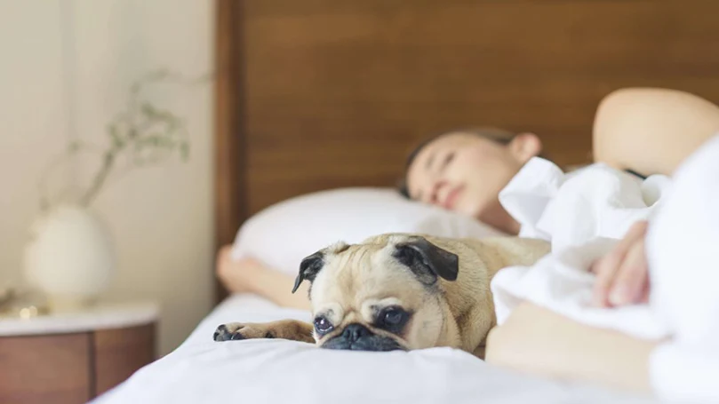 et billede af en kvinde, der sover i en seng med sin hund