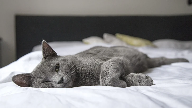 en bordeaux-kat, der sover på en seng