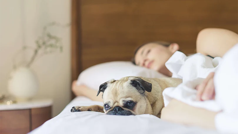 et billede af en hund i en seng med sin ejer