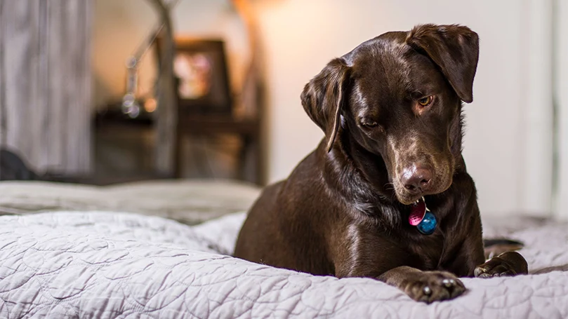 Et billede af en hund, der sover i sin ejers seng.