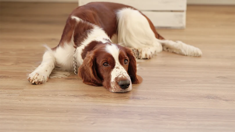 et billede af en hund, der ligger ned på et gulv