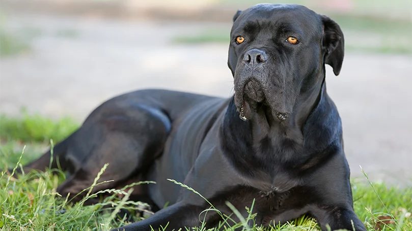 et billede af en cane corso-hund, der ligger