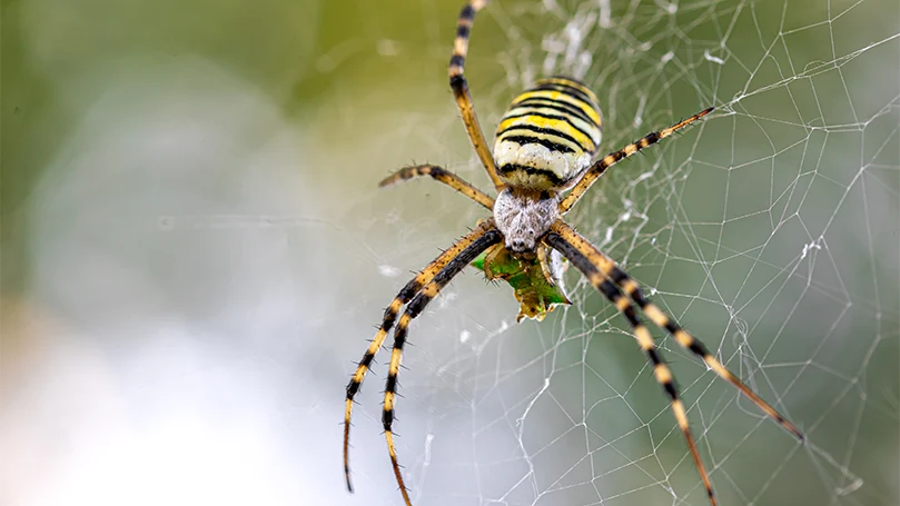 et billede af argiope bruennichi-edderkoppen, der laver et edderkoppespind