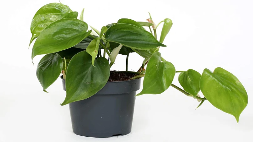 et billede af Philodendron-planten i en potte