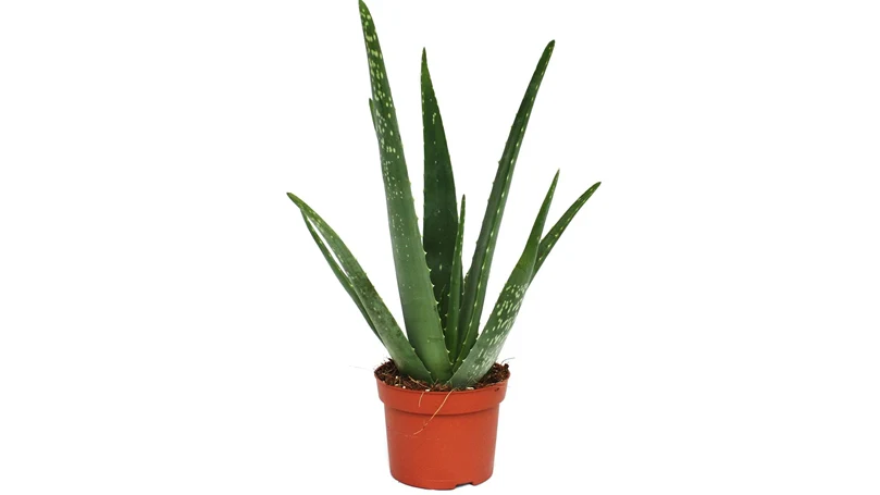 et billede af en aloe vera-plante i en potte