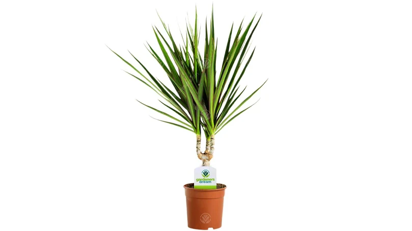 et billede af dracaena marginata-planten i en potte