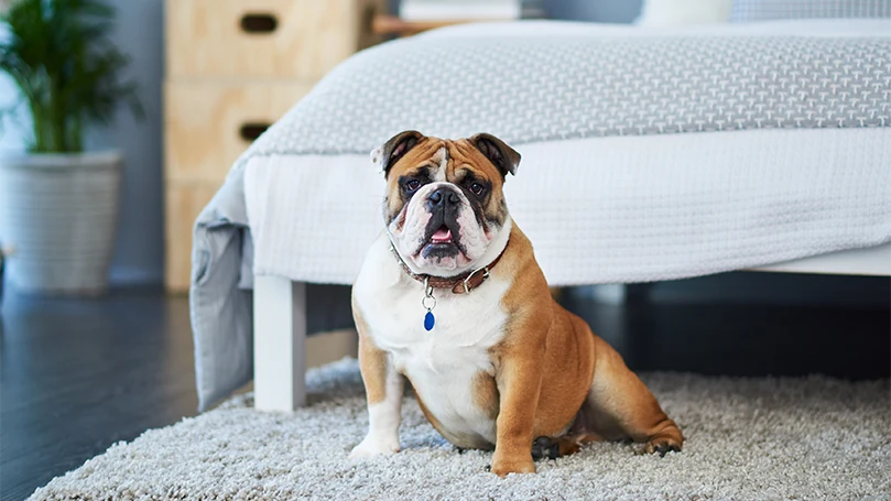 Et billede af en hund, der vågner af støj på grund af manglende tæppe i soveværelset.