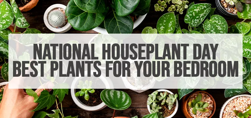 Udvalgt billede til National Houseplant Day