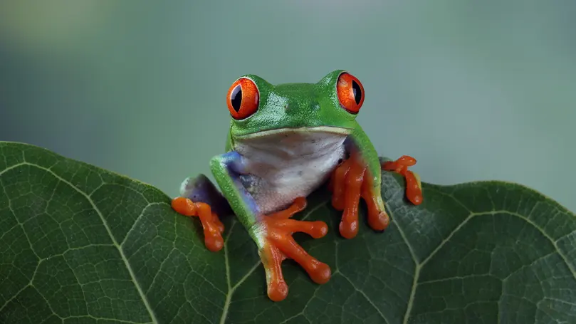 Et billede af en farverig frø, der sidder på et blad.