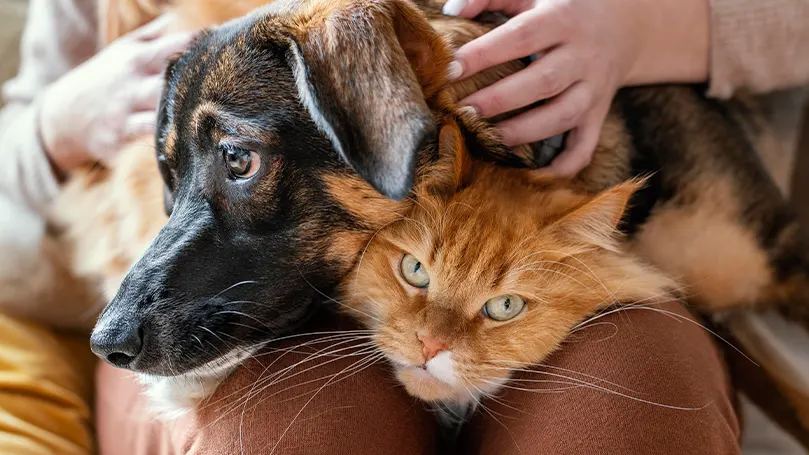 Et billede af en person, der klapper sin hund og kat.