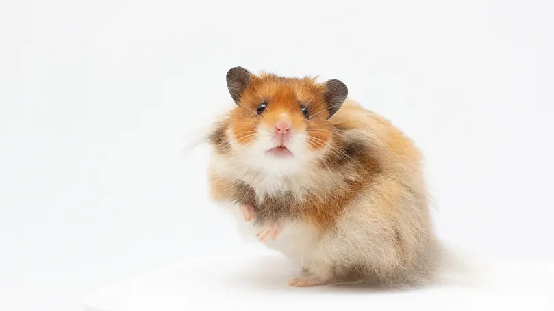 Et billede af en hamster